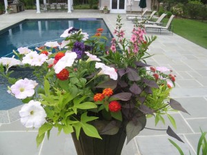 Container Gardens: Summer Color