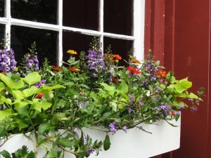 Container Gardens: Window Boxes